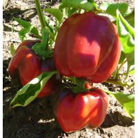 Sandveld Seeds Jumbo Red Pepper